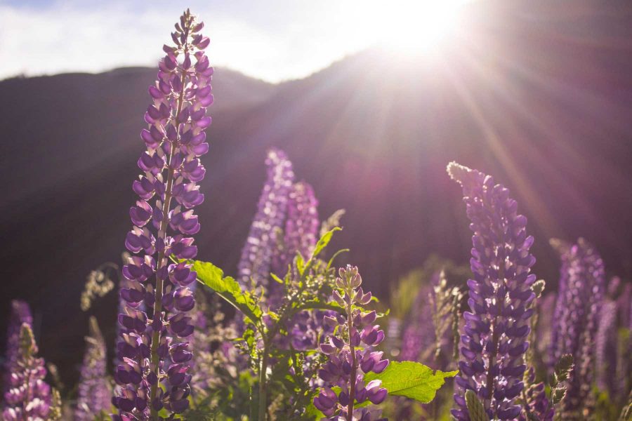 New-Zealand-Mortgages New-Zealand-Mortgages